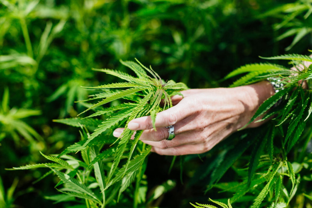 Hvad er hamp? Lær om bæredygtige hamp- og CBD-produkter, og opdag fordelene ved lovlige hampblomster, CBD olie og hash i Danmark. Køb kvalitetsprodukter hos CopenhagenWeed.dk